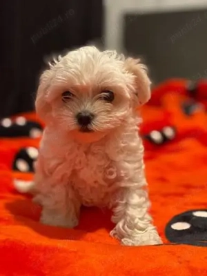 Vând puii bishon 3 lunii - imagine 2