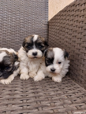 căței shihtzu  - imagine 3