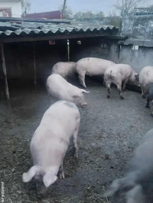 arvunesc porci de crăciun 