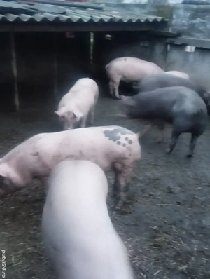 arvunesc porci de crăciun  - imagine 4