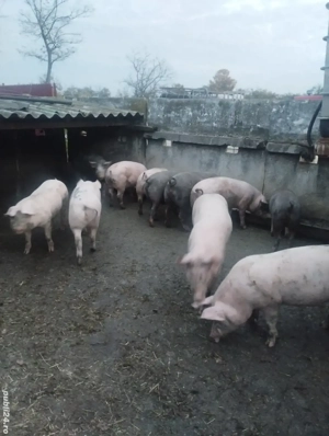 arvunesc porci de crăciun  - imagine 3