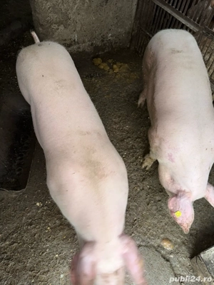   Porci pt Masa de Craciun  - imagine 5