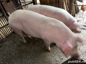   Porci pt Masa de Craciun  - imagine 2