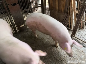   Porci pt Masa de Craciun  - imagine 4