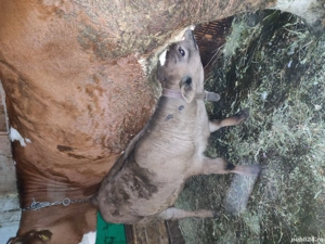 Vand 3 tăurași - imagine 2