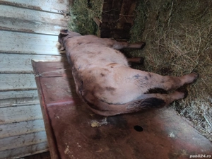 Vand 3 tăurași - imagine 4