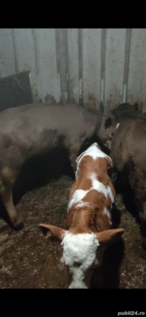 Vand 3 tăurași - imagine 3