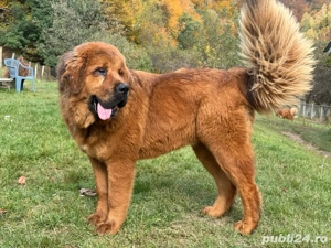 Cățelușă Mastiff Tibetan cu pedigree   10 luni