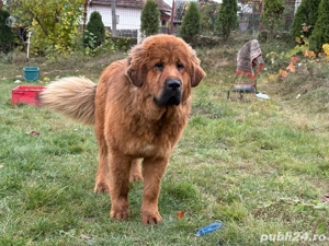 Cățelușă Mastiff Tibetan cu pedigree   10 luni - imagine 4