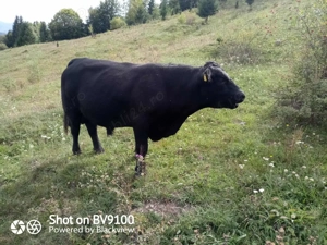 se vinde taur Aberdeen Angus - imagine 2