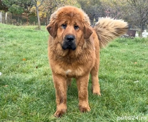 Cățelușă Mastiff Tibetan cu pedigree   10 luni - imagine 5
