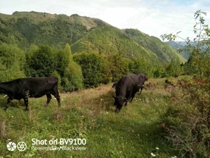 se vinde taur Aberdeen Angus - imagine 4