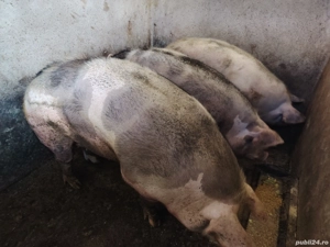 Porci de rasa - imagine 2