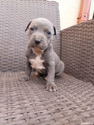 Căței Amstaff blue - imagine 4