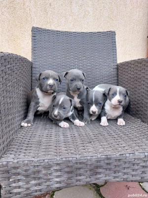 Căței Amstaff blue - imagine 5