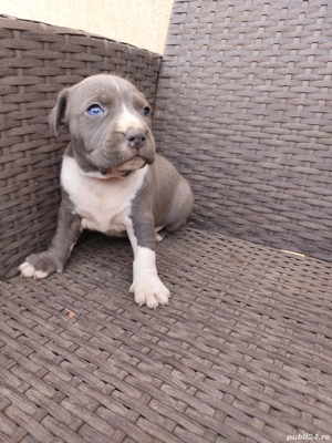 Căței Amstaff blue - imagine 3