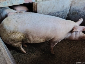 Porci de rasa - imagine 5