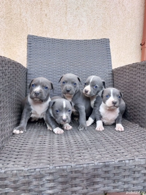 Căței Amstaff blue