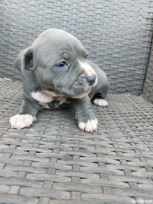 Căței Amstaff blue - imagine 2