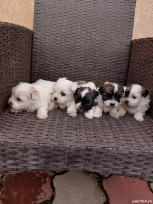 Căței shihtzu  - imagine 4