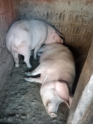 Porci de vanzare crescut in gospodărie proprie cu cereale!  - imagine 3