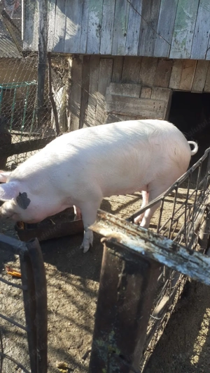 Vand porci pentru Crăciun  - imagine 2