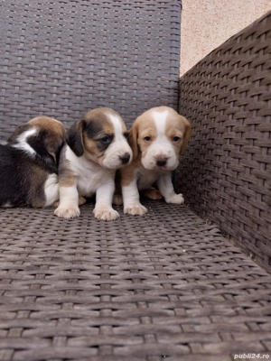 Căței beagle tricolor și bicolor  - imagine 3
