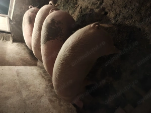 De vânzare, aprox 180-190 kg - imagine 2