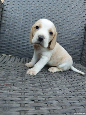 Căței beagle tricolor și bicolor  - imagine 4