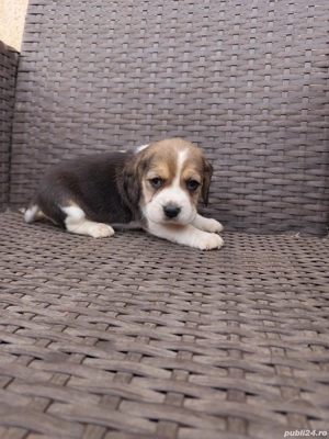 Căței beagle tricolor și bicolor  - imagine 5