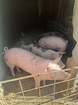 Porci de vanzare
