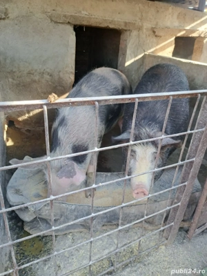 Porci de vanzare - imagine 4