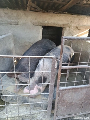 Porci de vanzare - imagine 5