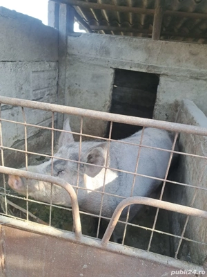 Porci de vanzare - imagine 2