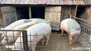 Vand porci - imagine 2