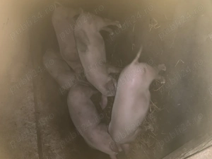 Șoldani de vinzare - imagine 2