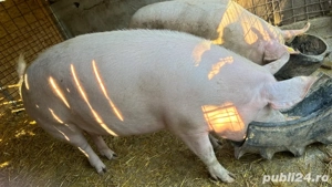 porc de vanzare  - imagine 3