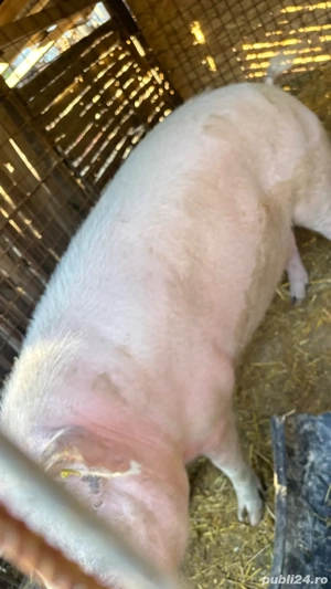 porc de vanzare  - imagine 5