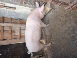 Vand  porc - imagine 2