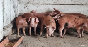 Purcei rasa carne duroc