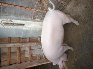 Vand  porc - imagine 3