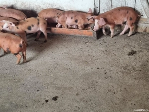 Purcei rasa carne duroc - imagine 2