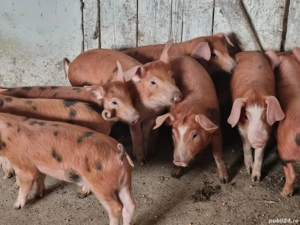 Purcei rasa carne duroc - imagine 4