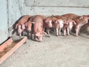 Purcei rasa carne duroc - imagine 5