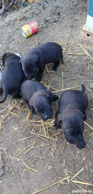 pui de Cane corso 