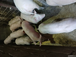 vind grasuni rasa landras - imagine 4