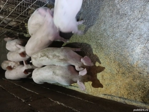 vind grasuni rasa landras - imagine 3