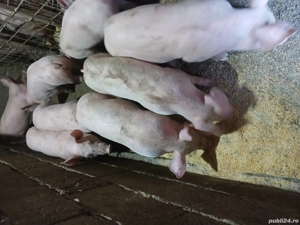 vind grasuni rasa landras - imagine 2