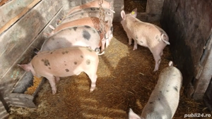 Purcei de rasa duroc, pietrain - imagine 2