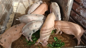 Purcei de rasa duroc, pietrain - imagine 3